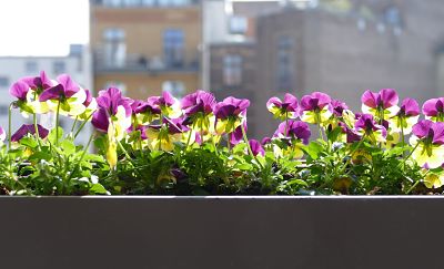 jardin-balcon-pequeño-flores